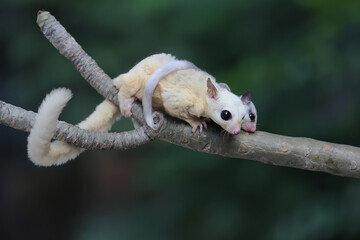 A mother sugar glider holds her baby to protect her baby from predators. This marsupial mammal has...