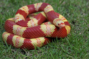 The beauty of a king snake (Lampropeltis sp) with a bright red brick color variation in yellow.