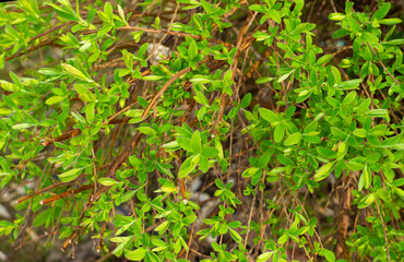 Spring backgrounds. Young green small juicy leaves on the branches.