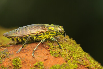 A jewel beetle from the family buprestidae resting in a bush. This insect has the scientific name...