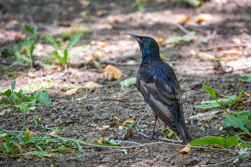 The common starling or European starling, Sturnus vulgaris, on a sprng lawn.