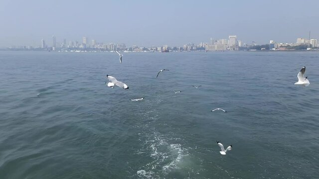 Seagull bird in flight against the bright blue sky. video from the Elephanta Island Ferry the Arabian Sea in Mumbai India. Focus on the bird.
