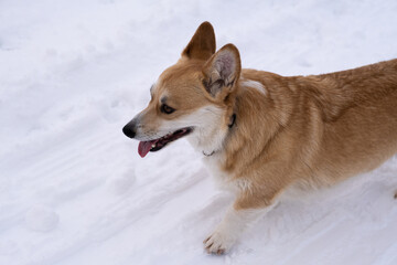 A dog in the snow. Winter in Russia