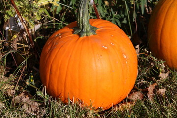 pumpkin on the grass
