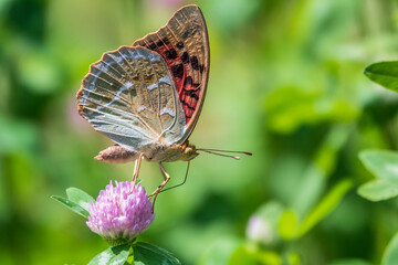 The dark green fritillary butterfly collects nectar on flower. Speyeria aglaja is a species of butterfly in the family Nymphalidae.