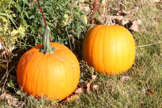 pumpkins on the grass