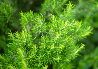 Green rosemary backgrounds. Alternative medicine. Kitchen. Spices.