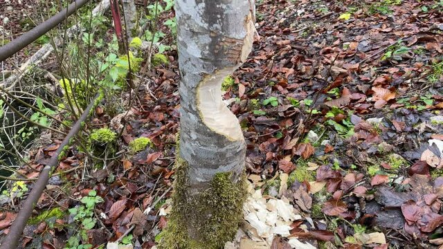 Donaubergland im Winter