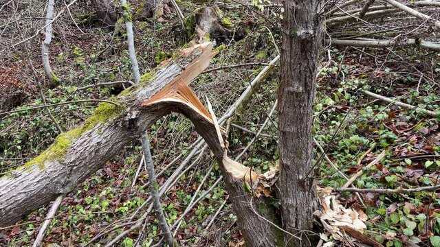 Donaubergland im Winter
