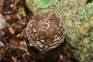 Strangulated amanita mushroom in Goodwin State Forest, Hampton, Connecticut.