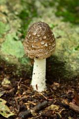Panther cap mushroom in Goodwin State Forest, Hampton, Connecticut.