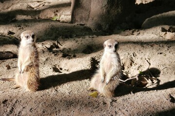 Two meerkats look into the distance curiously. The meerkat (Suricata suricatta) or suricate is a small mongoose found in southern Africa.