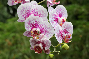 Fototapeta na wymiar The beauty of a moth orchid in full bloom. This beautiful flower has the scientific name Phalaenopsis sp. 