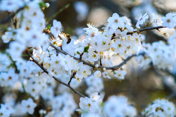 Fruit tree twigs with blooming white and pink petal flowers in spring garden.