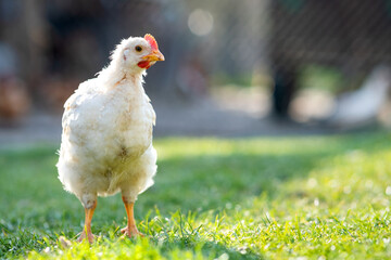 Hen feed on traditional rural barnyard. Close up of chicken standing on barn yard with green grass. Free range poultry farming concept.