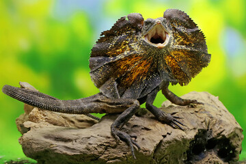 Soa Payung (Chlamydosaurus kingii), also known as the frilled lizard or frilled dragon, is showing a threatening expression. - obrazy, fototapety, plakaty