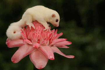 A one month old albino sugar glider baby on a wild flower. This marsupial mammal has the scientific name Petaurus breviceps. 
