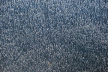 Top down aerial view of snow covered evergreen pine forest after heavy snowfall in winter mountain woods on cold quiet day