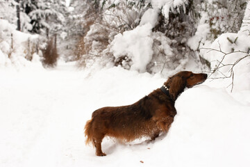Red long haired dachshund in the snow on winter