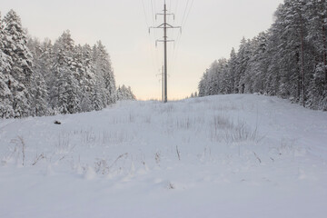 Pine and fir forest covered in snow