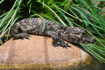 Young Chinese Alligator Basking in the Sun