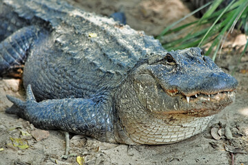 American Alligator Basking in the Sun