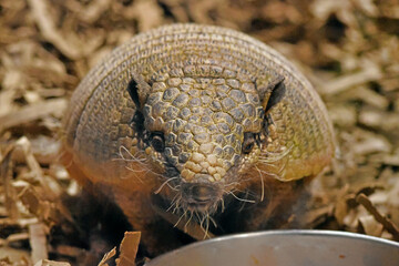 Six-Banded Armadillo Body Close Up
