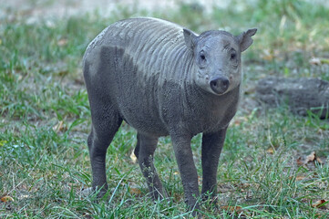 Baby Babirusa, Curious and Looking