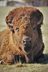 American Bison Male Face Close Up
