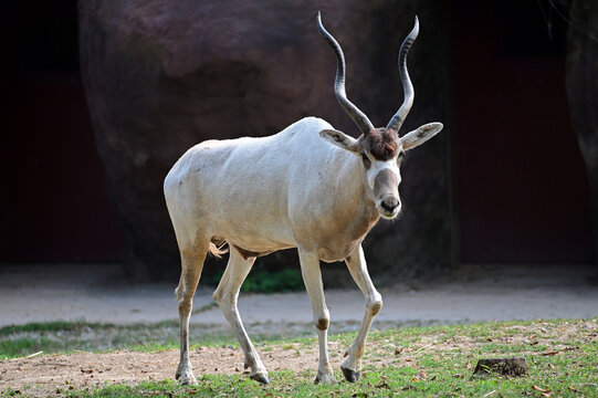 Addax Antelope Walking in the Sun
