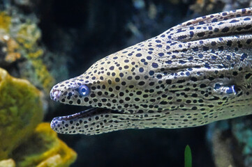 Honeycomb Moray Eel, Open Mouth