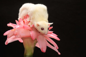 A one month old albino sugar glider baby on a wild flower. This marsupial mammal has the scientific...