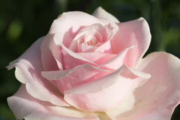 Beautiful pink rose flower in close-up for background with soft focus.