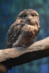Tawny Frogmouth Perched on a Branch, Wide-eyed
