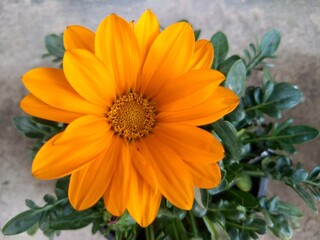 orange flower in the garden
