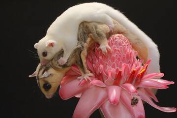 A mother sugar glider holds her baby to protect her baby from predators. This marsupial mammal has...