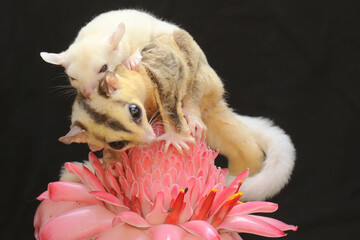 A mother sugar glider holds her baby to protect her baby from predators. This marsupial mammal has...