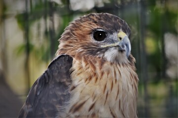 Fototapeta premium Red-tailed Hawk Upper Half Close Up