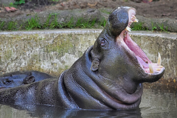 Pygmy Hippopotamus Yawning in the Pool