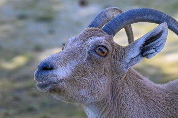 Nubian Ibex Face Close Up