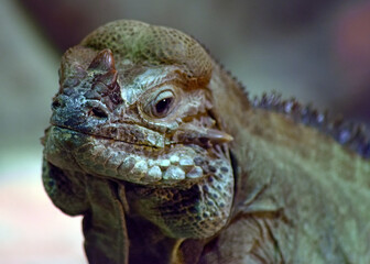 Iguana Face Close Up, Smiling