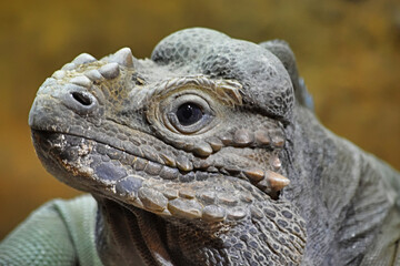 Rhinoceros Iguana Face Close Up, Smiling
