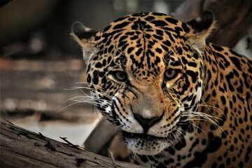 Jaguar Snarling, Face Close Up
