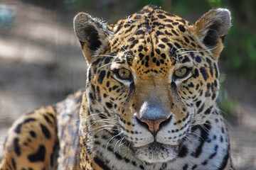 Fototapeta na wymiar Jaguar Watching, Face Close Up