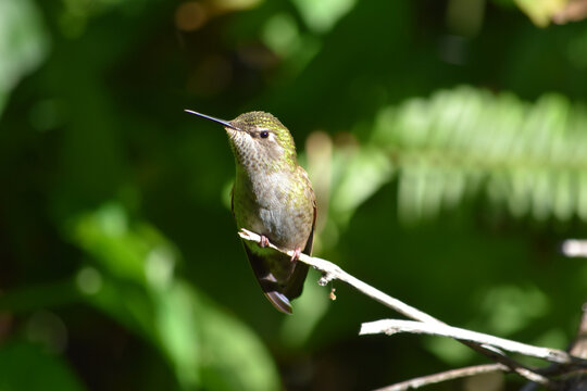 Green Anna's Hummingbird Perched on a Branch
