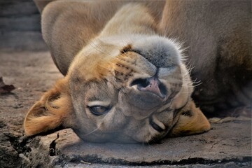 African Lion Female Rolled Over
