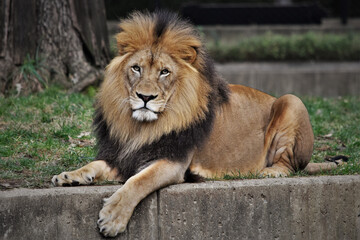 African Lion Male Sitting on a Wall