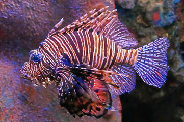 Obraz premium Red Lionfish Swimming, Close Up