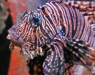 Fototapeta na wymiar Red Lionfish Swimming, Close Up