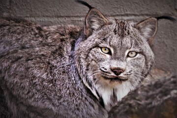Naklejka na ściany i meble Canadian Lynx Face Close Up 